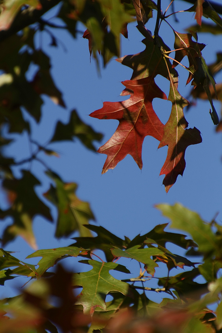 Herbstliches Laub #2