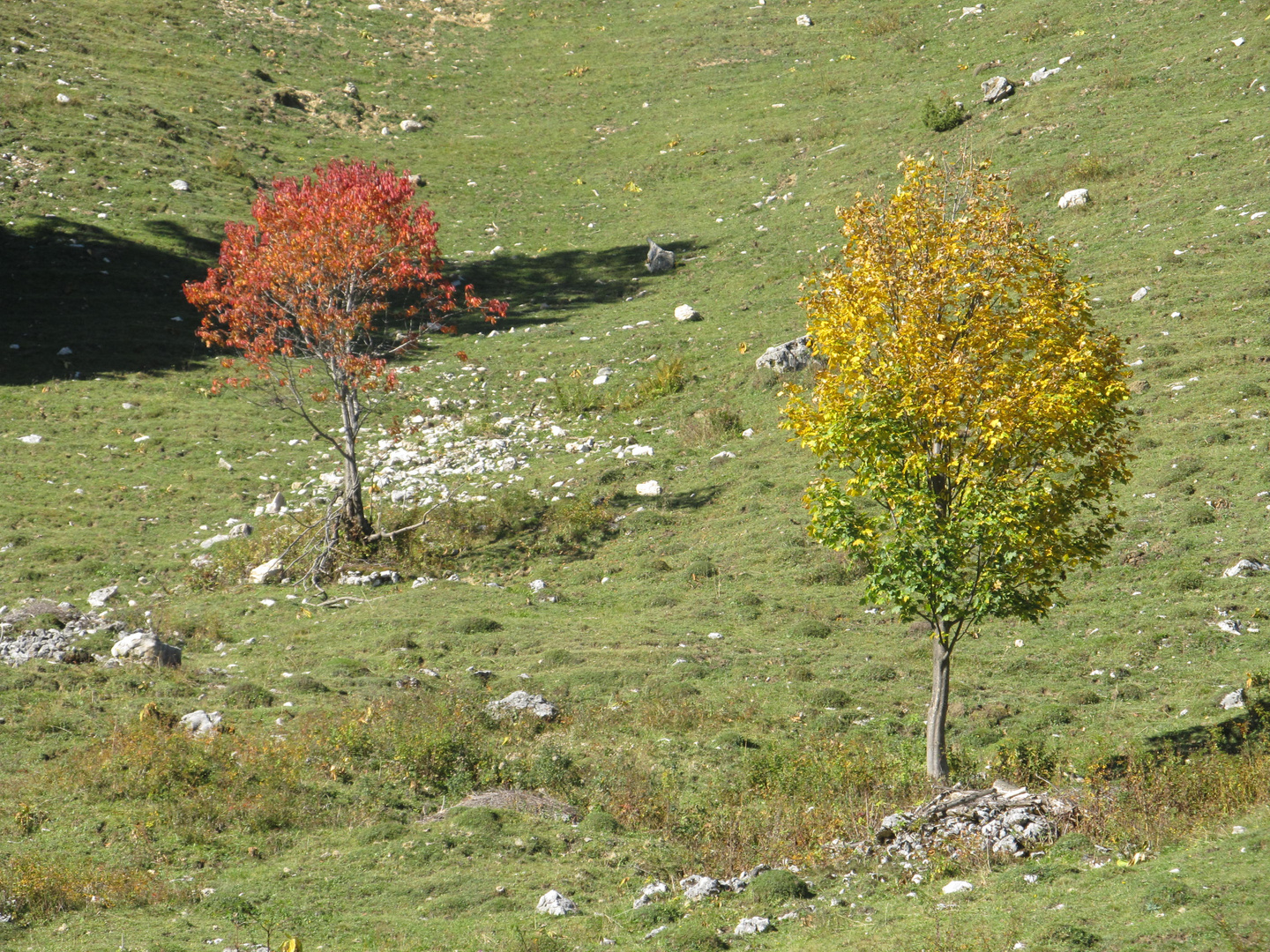 Herbstliches Laub