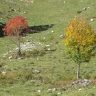 Herbstliches Laub