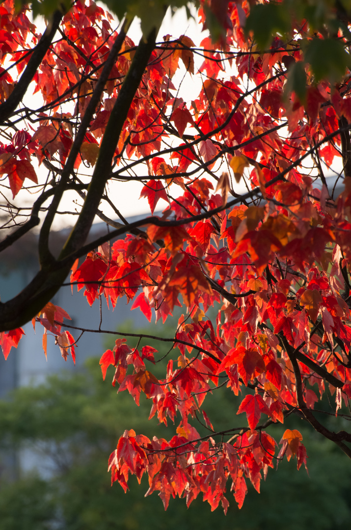 Herbstliches Laub in Berlin, Oktober 2014