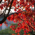 Herbstliches Laub in Berlin, Oktober 2014