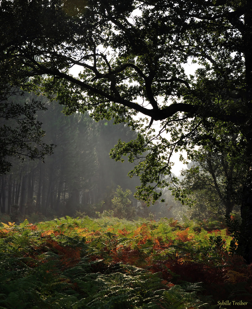 Herbstliches Les Landes 6