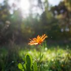 herbstliches Leuchten