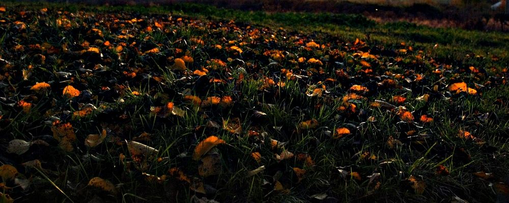 Herbstliches Leuchten