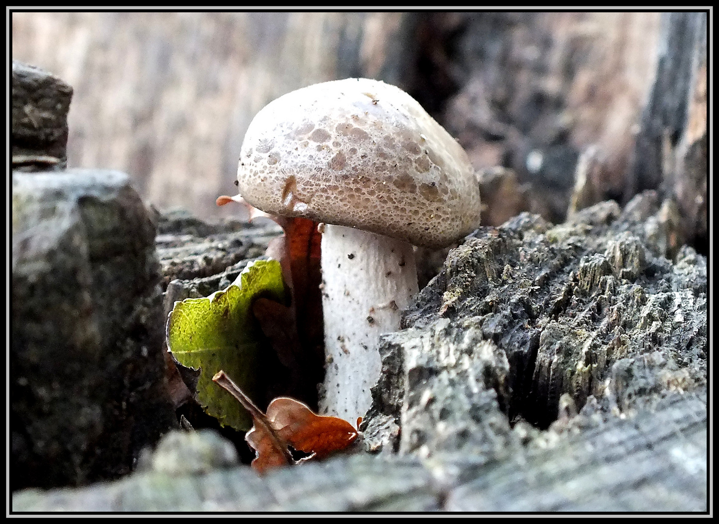 Herbstliches Leuchten