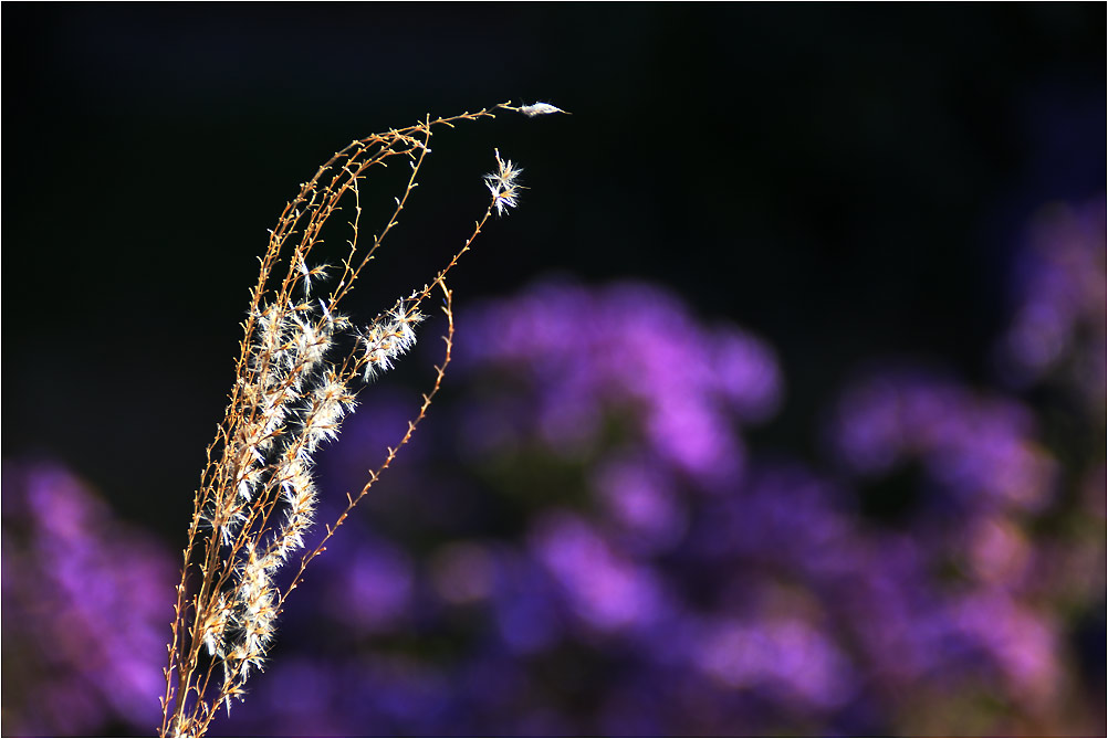 herbstliches Leuchten am Abend