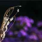 herbstliches Leuchten am Abend