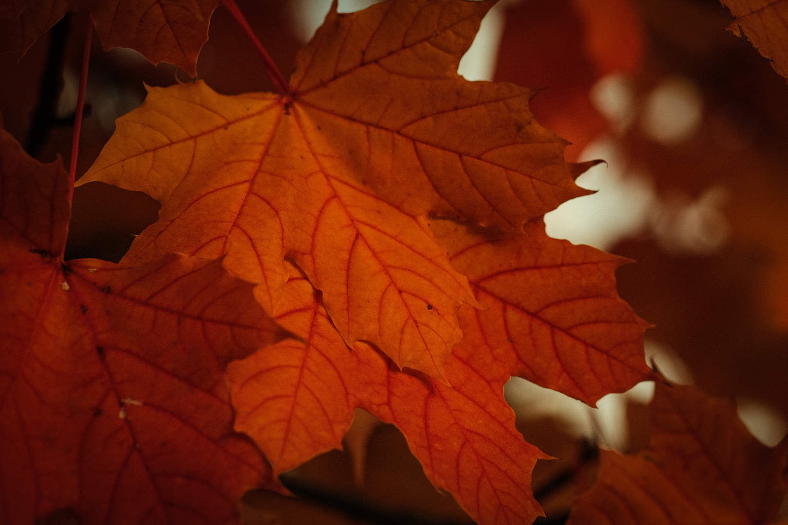 herbstliches leuchten