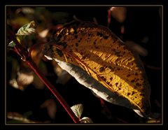 herbstliches Leuchten