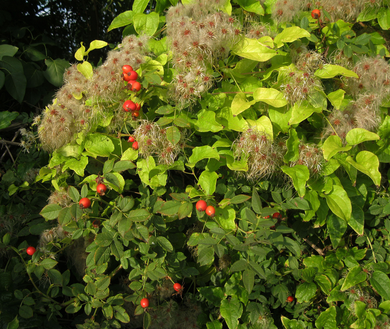 Herbstliches Leuchten