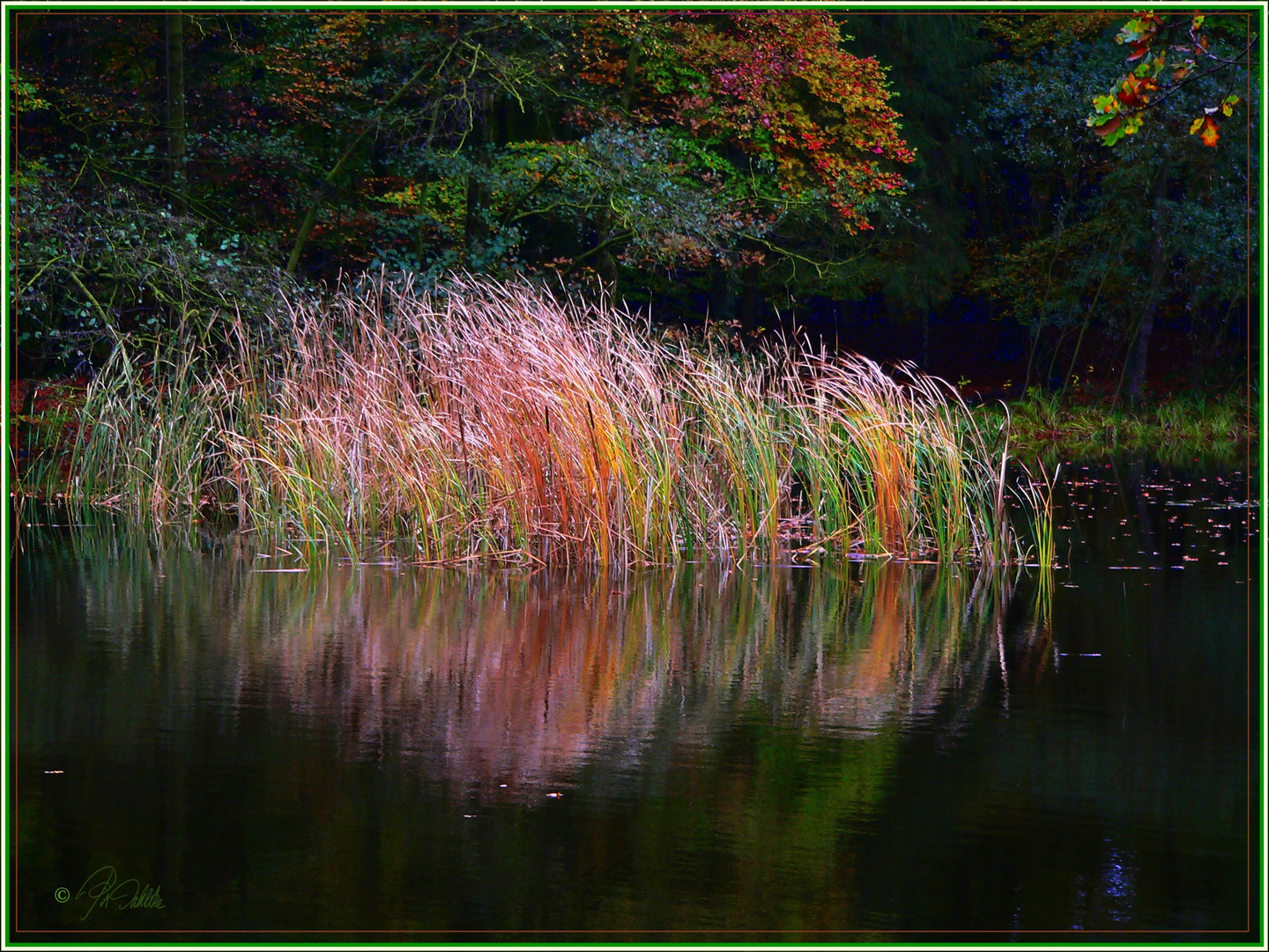 " herbstliches Leuchten "     Dienstag ist Spiegeltag  06.10.2020