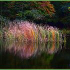 " herbstliches Leuchten "     Dienstag ist Spiegeltag  06.10.2020