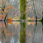 Herbstliches Leuchten im Februar