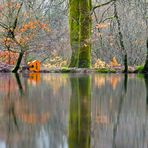 Herbstliches Leuchten im Februar