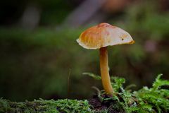 Herbstliches Leuchten im Wald