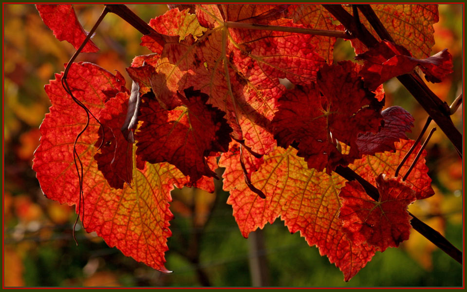 herbstliches Leuchtfeuer...