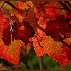 herbstliches Leuchtfeuer...