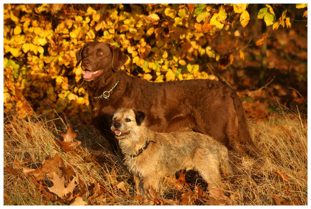 Herbstliches Leuchtfeuer