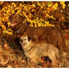 Herbstliches Leuchtfeuer