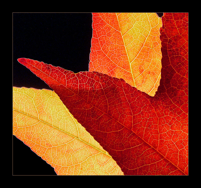 Herbstliches Leuchtfeuer I