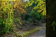 Herbstliches Licht