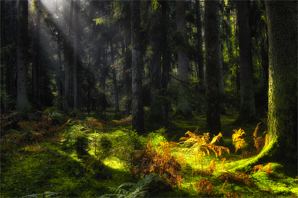 Herbstliches Licht im Wald