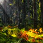 Herbstliches Licht im Wald