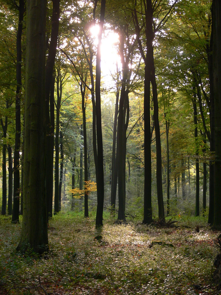 Herbstliches Licht im Wald