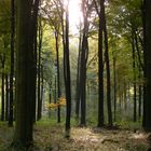 Herbstliches Licht im Wald