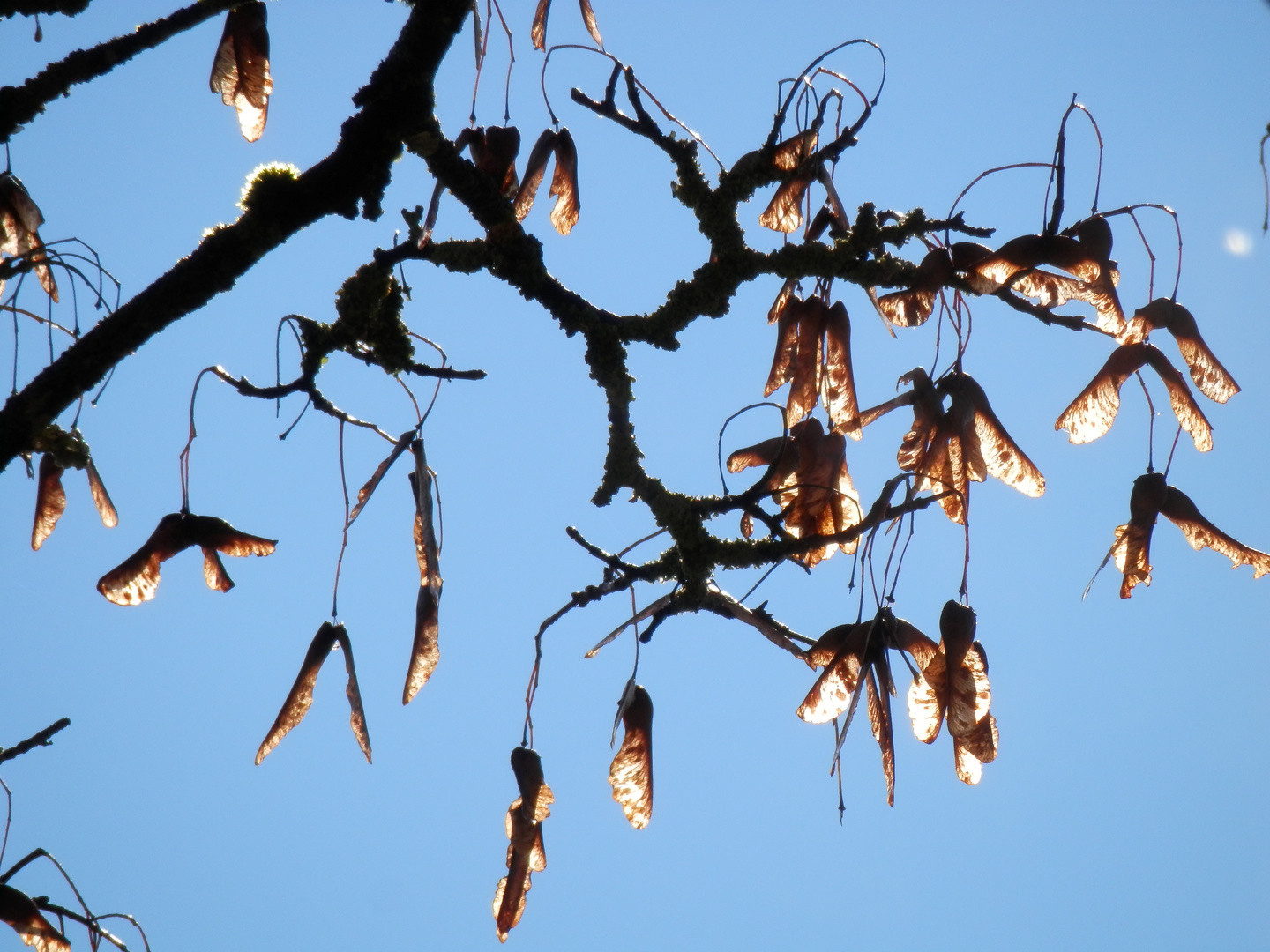 Herbstliches Lichtspiel