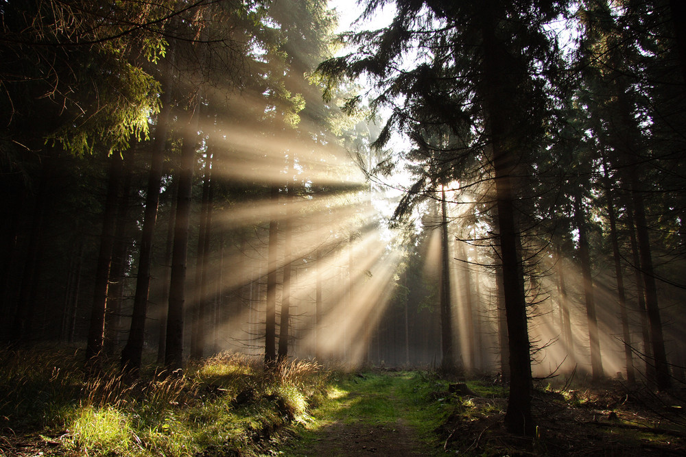 Herbstliches Lichtspiel