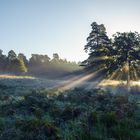 Herbstliches Lichtspiel