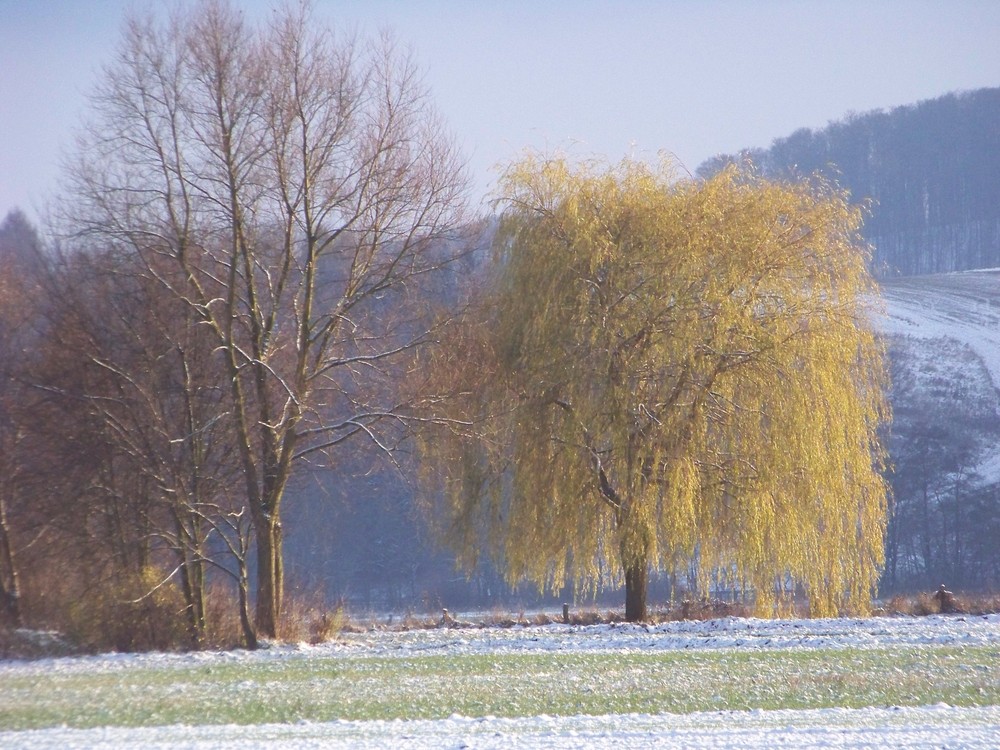 Herbstliches Lichtspiel