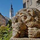 Herbstliches Löwensonnenbad in der Innenstadt 