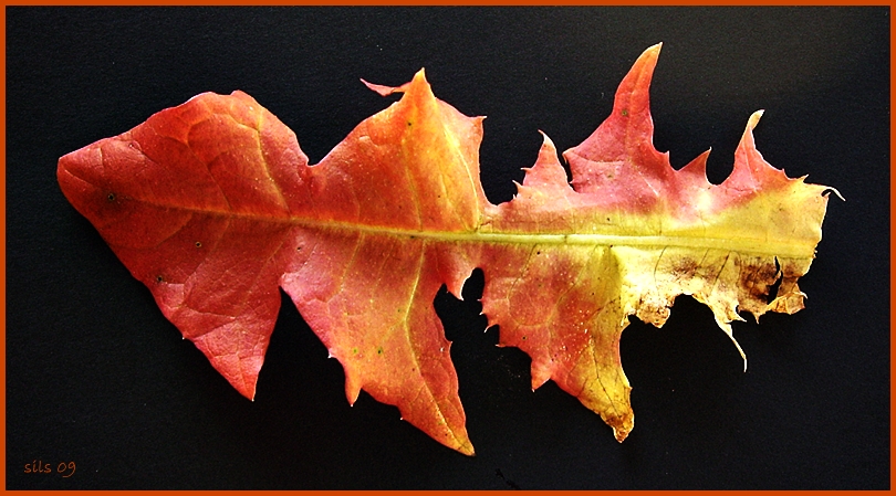 herbstliches löwenzahnblatt