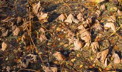 herbstliches lotusblättergrab...