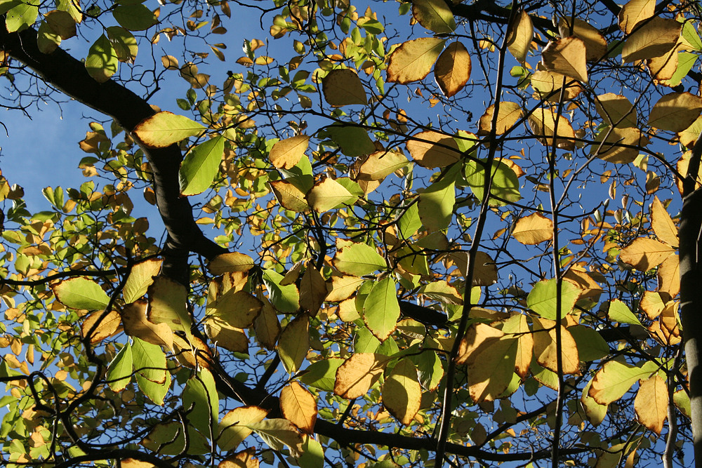 Herbstliches Magnolienlaub