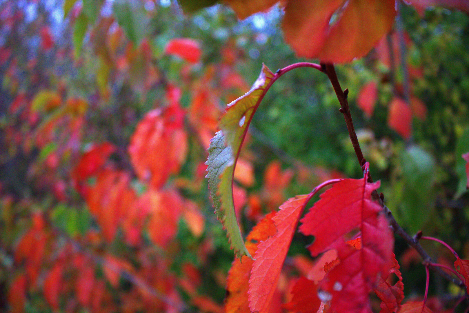 Herbstliches Makro