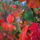 Herbstliches Makro