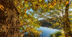 … Herbstliches Menue aus dem Zwei-Sterne-Gourmet-Tempel Schmalsee ...