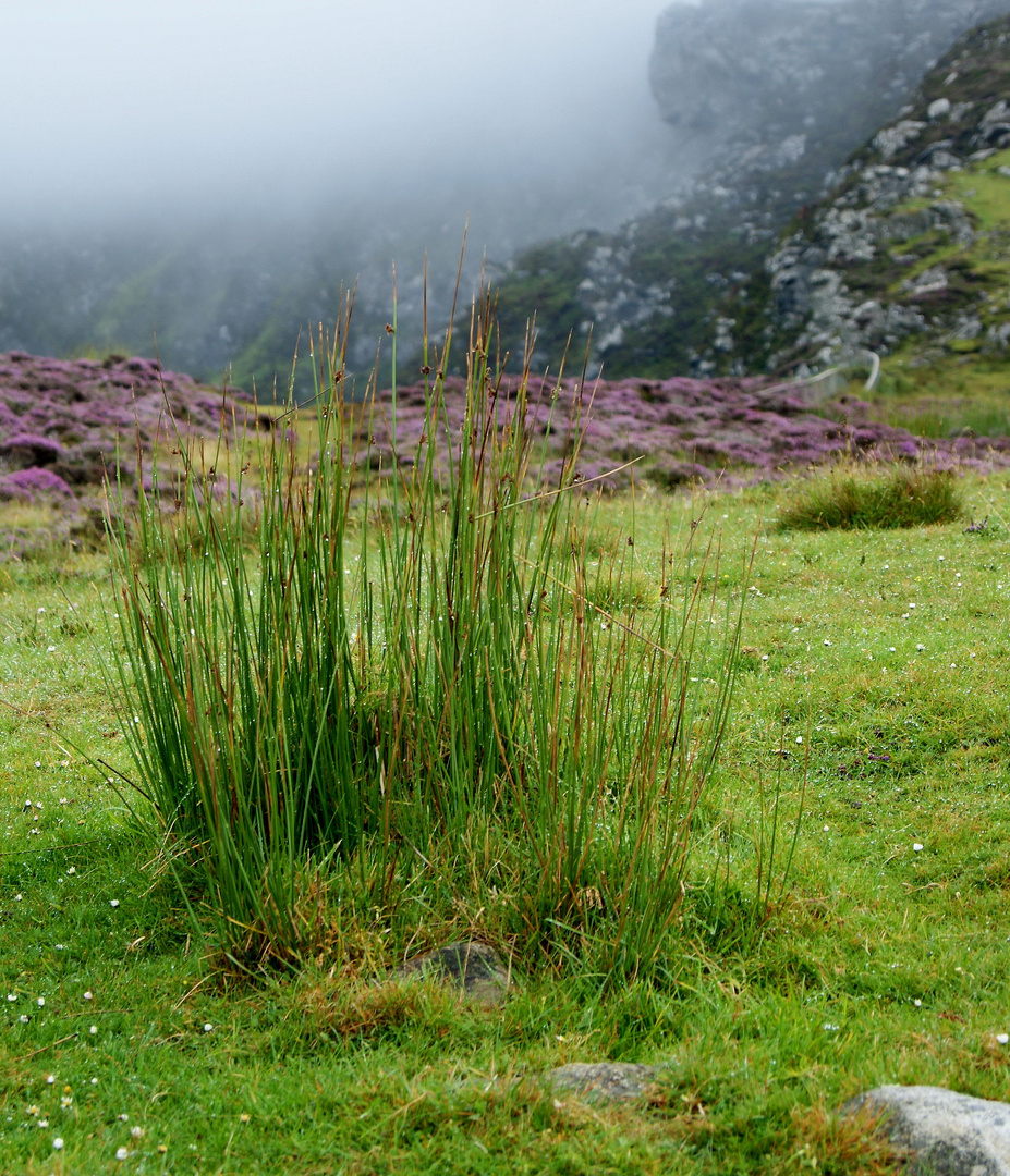 Herbstliches mitten im Sommer