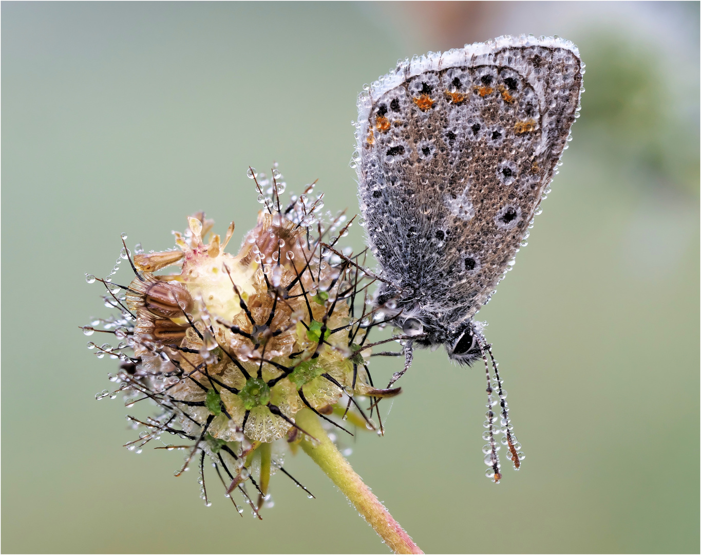 Herbstliches Mittwochsblümchen