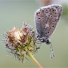 Herbstliches Mittwochsblümchen