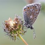 Herbstliches Mittwochsblümchen