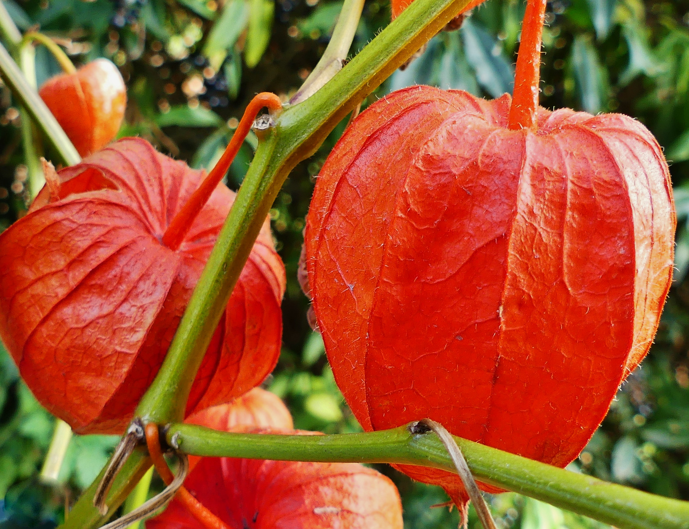 herbstliches Mittwochsblümchen