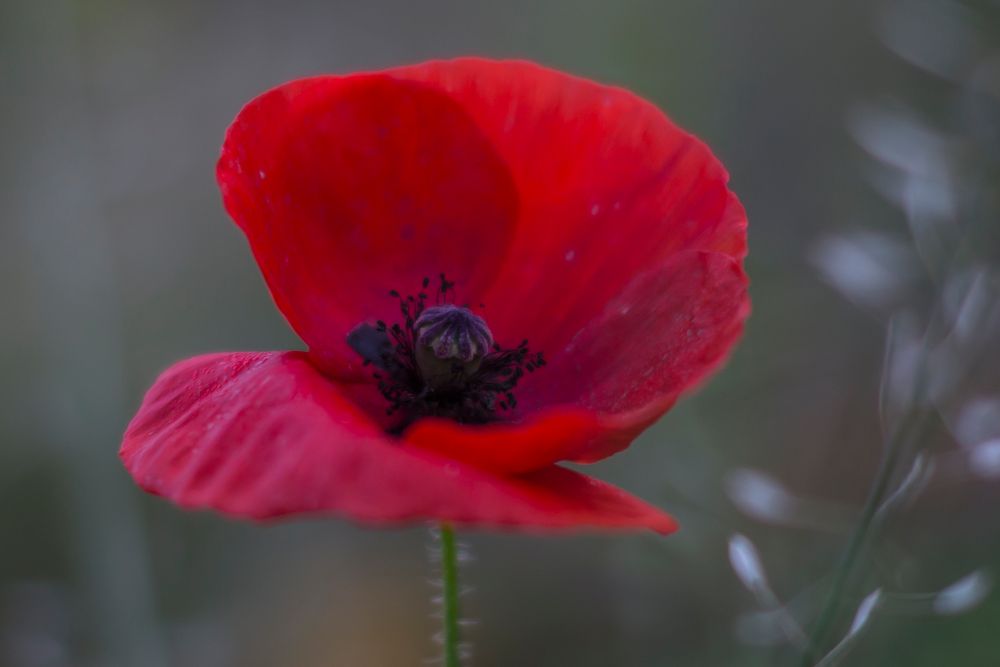 herbstliches mittwochsblümchen