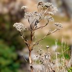 herbstliches Mittwochsblümchen ...