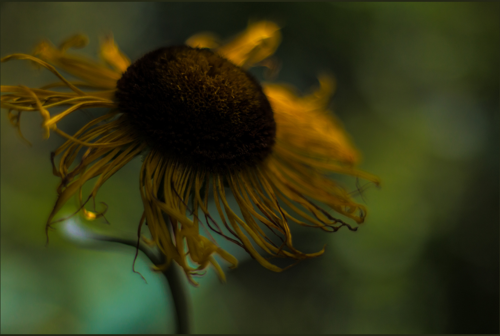 Herbstliches Mittwochsblümchen