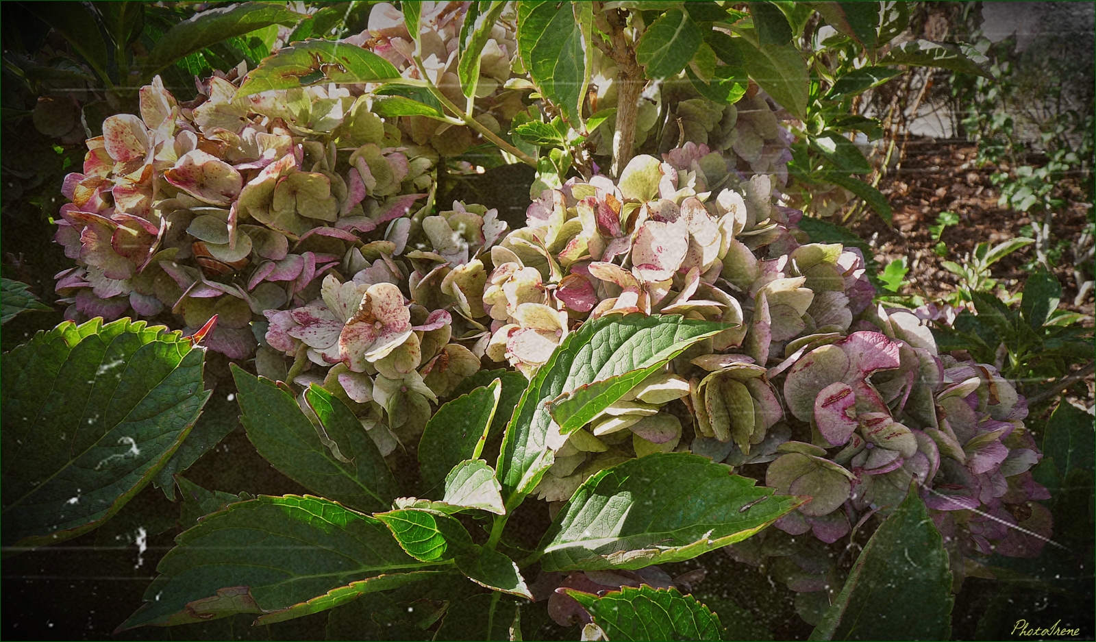 Herbstliches Mittwochsblümchen