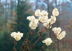 Herbstliches Mittwochsblümchen